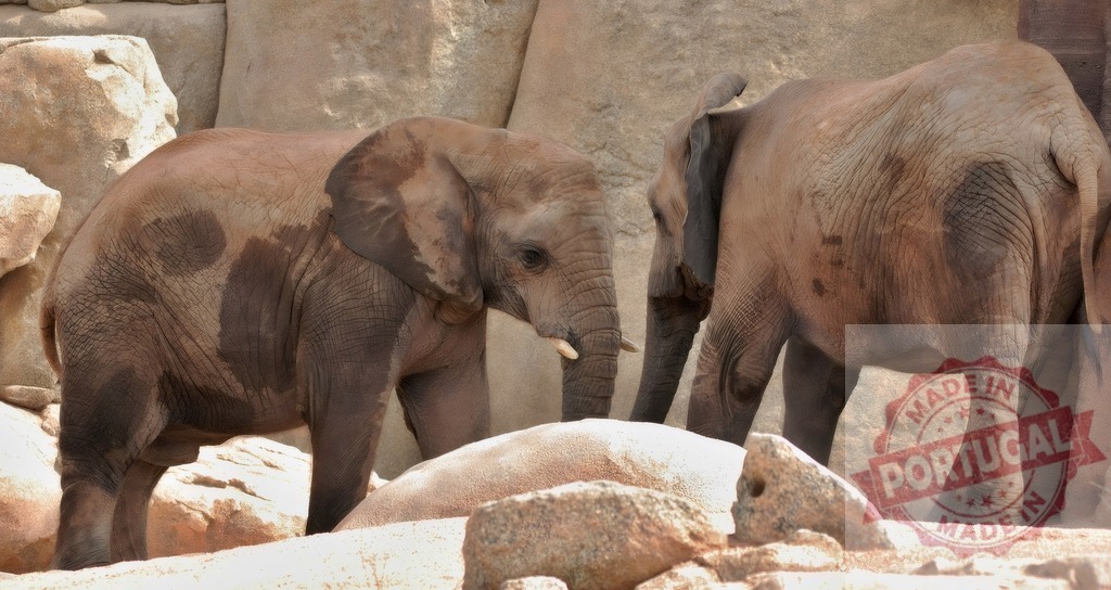 Two African elephants standing among rocks in natural habitat | Two juvenile African elephants standing together on a rocky terrain during daytime - Realized with Pictrs.com