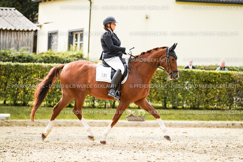 DSC01344 | Pferdegrafie