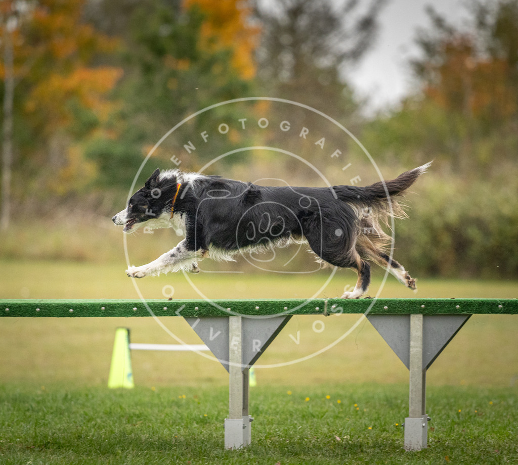 Pfotenfotografie_DV3A0213 | Hundefotografie, Tierfotograf, Pfotenfotografie, Fotoshooting Hund, Hunde Portrait, Hundesport, Hundeportraits, Heideshooting, Hunde, Sportfotograf, Hundefotograf, Turnierhundsport, THS,  - Realisiert mit Pictrs.com