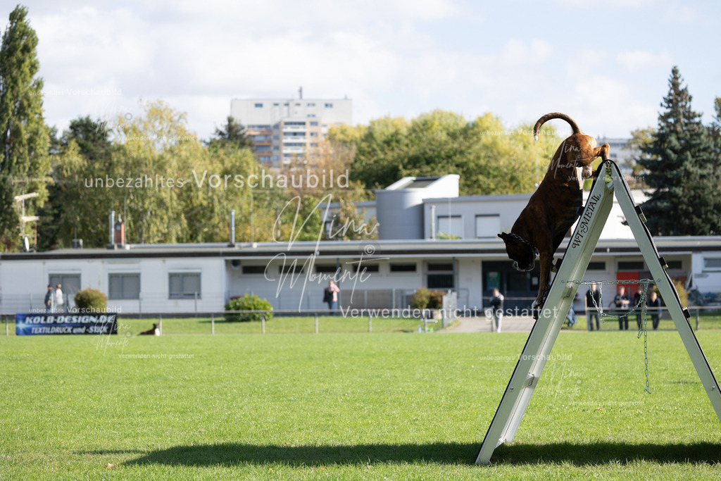 _16A5269 | Einzigartige Fotos von Hunden & Menschen –Actionfotos, Portraits, Vereinsaufnahmen & Paarshootings – authentisch, lebendig & mit Herz.