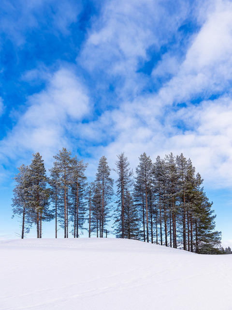 Landschaft mit Schnee und Bäumen im Winter in Kuusamo, Finnland | Landschaft mit Schnee und Bäumen im Winter in Kuusamo, Finnland.
