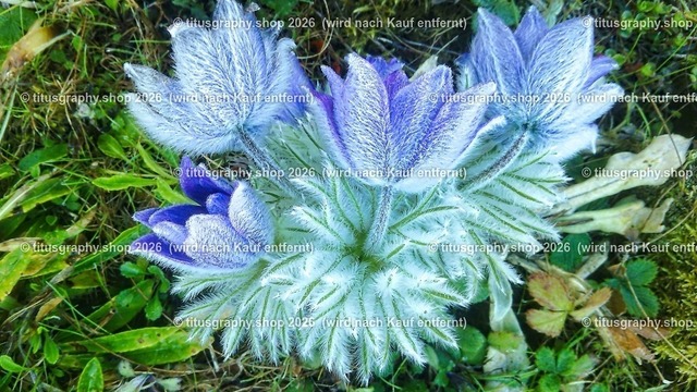 titusgraphy_IMG_20170409_084655-hdh-ln_pe_pe-03 | titusgraphy-shop: Geschenkideen mit Qualitätsfotos. titusgraphy-shop: gift ideas with quality photos. titusgraphy-shop: idées cadeaux avec photos de qualité.  - Realisiert mit Pictrs.com