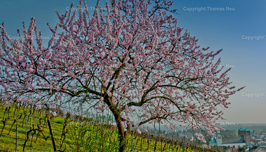 mandelbluete-kirchberg-bensheim-Bensheim-Fruehling-bergstrasse-kirche-sankt-georgFotografie-thomas-neu.jpg-16 | Blühender Mandelbaum im Frühling am Bensheimer Kirchberg mit Blick über die Stadt und die Weinberge an der Hessischen Bergstraße.