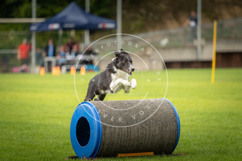 Pfotenfotografie_DV3A4968 | Hundefotografie, Tierfotograf, Pfotenfotografie, Fotoshooting Hund, Hunde Portrait, Hundesport, Hundeportraits, Heideshooting, Hunde, Sportfotograf, Hundefotograf, Turnierhundsport, THS,  - Realisiert mit Pictrs.com