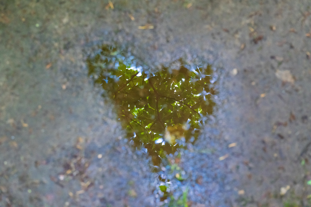 Herz | Das Blätterdach spiegelt sich in einer Pfütze - Realisiert mit Pictrs.com