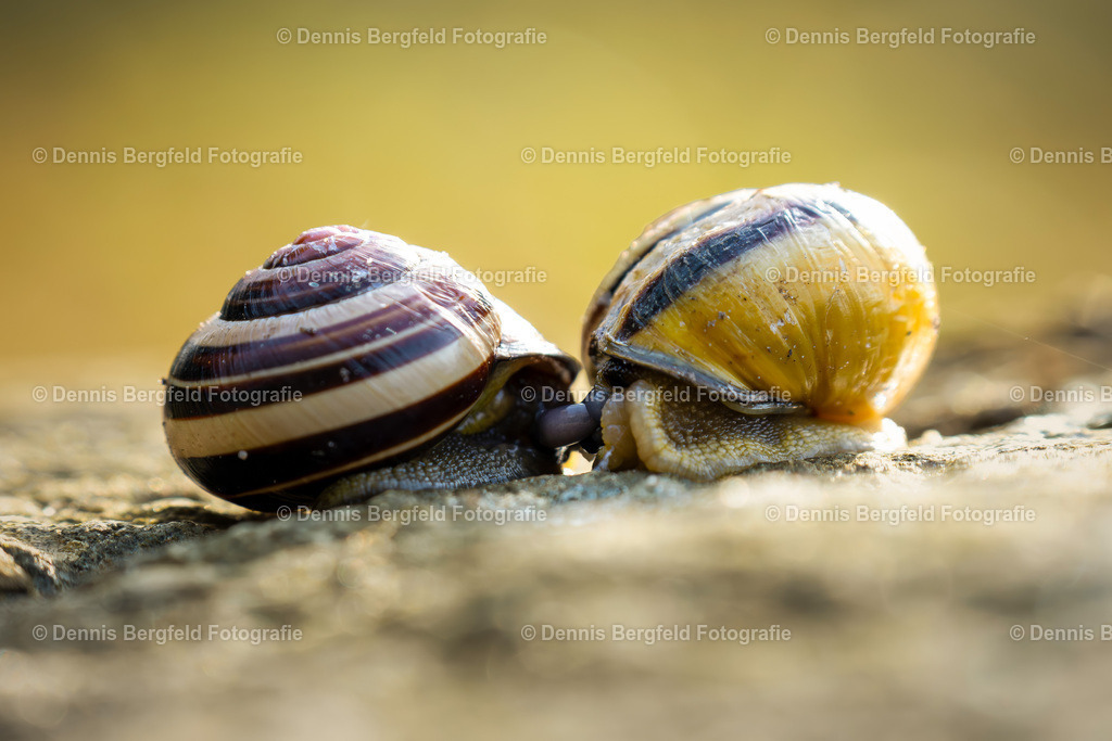 Schnecken | Entdecken Sie Natur, Makro und Tierfotografie von Dennis Bergfeld.Besondere Momente und Details der Natur, hochwertig als Foto und Wandbild erhältlich. - Realisiert mit Pictrs.com
