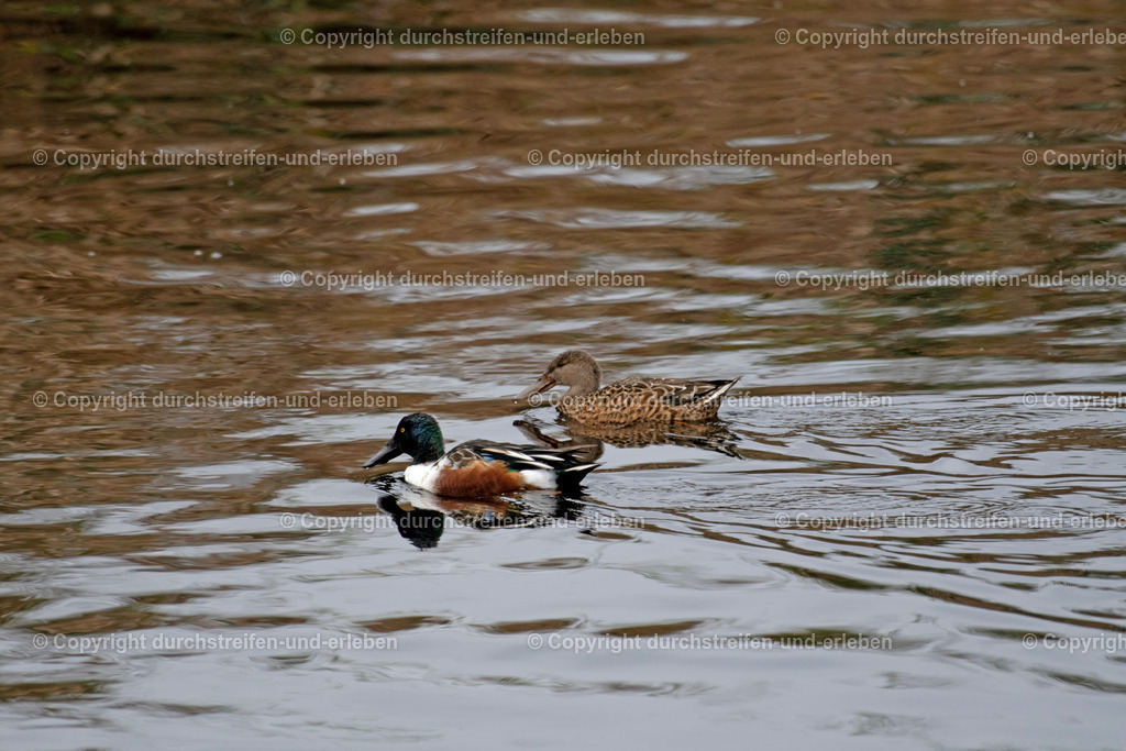 Ein hübsches Löffelentenpaar auf Futtersuche im Vogelschutzgebiet Rieselfelder in Münster. | Ein hübsches Löffelentenpaar auf Futtersuche im Vogelschutzgebiet Rieselfelder in Münster.  - Realisiert mit Pictrs.com
