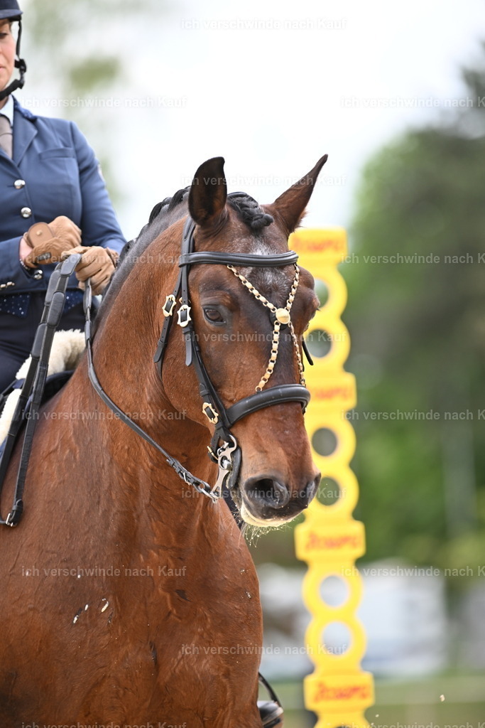 PI26_ST_Sara_Landvogt226_4063.JPG | working equitationturnier fotograf videograf stoibphotography marixx film working equitation deutschland reitsport turnierfotografie eventfotografie equestrian events