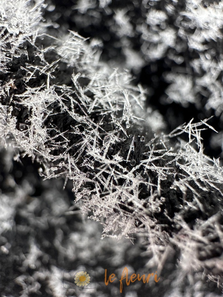 IMG_7271 | Dies ist der Shop von Florian Blum - le fleuri. Langenthal, Bern, Schweiz. Sie können hier meine oder ihre eigenen Fotos als Fotoprodukte kaufen. Tassen, Schlüsselanhänger, Taschen etc. können Sie hier gestalten.  - Realisiert mit Pictrs.com