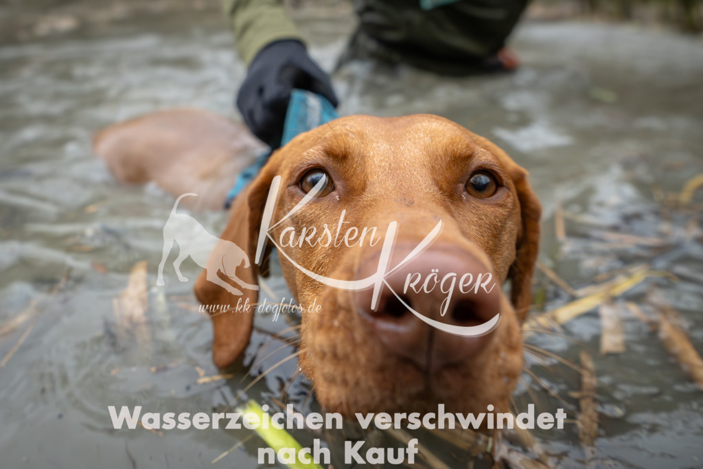 1332_ZZ99881 | kk-dogfotos