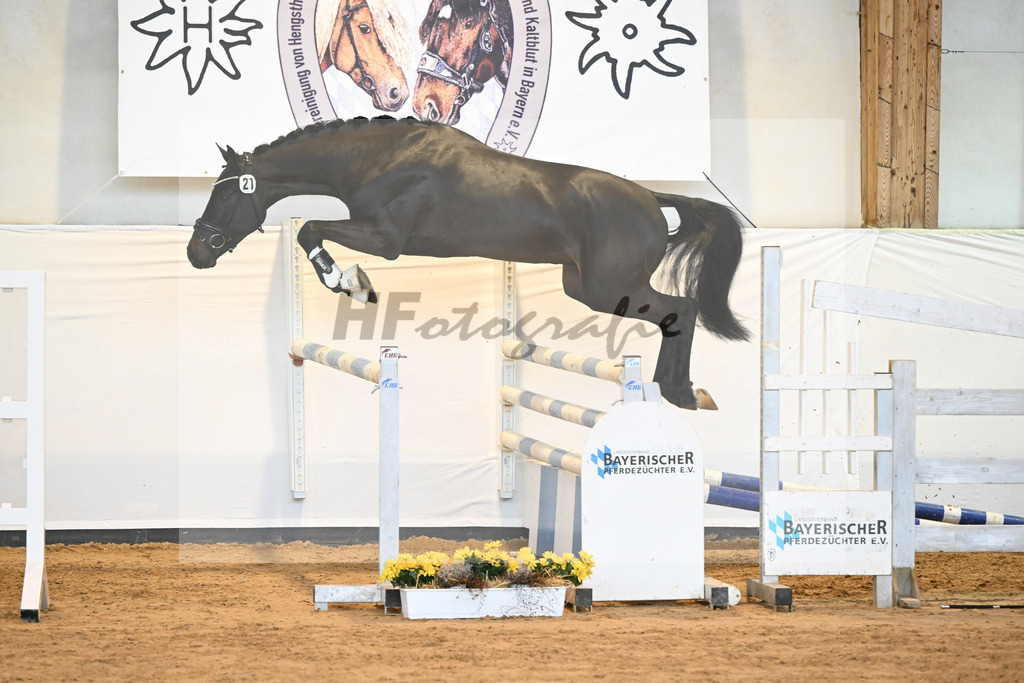 Kat-Nr. 21 v. Quasimodo Z_Baertschi_2230485 | hf-fotografie - Realisiert mit Pictrs.com