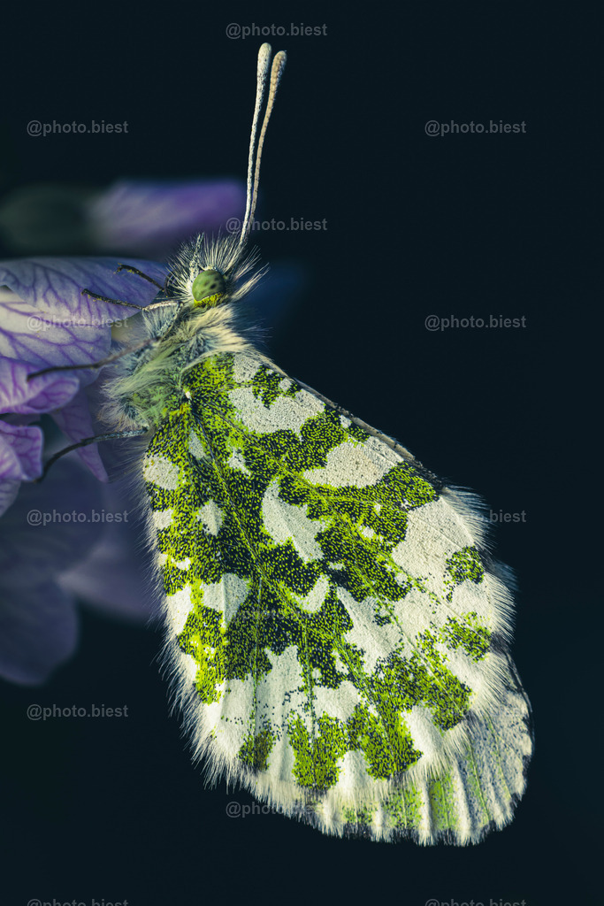 IMGC3149 | photobiest - Realisiert mit Pictrs.com