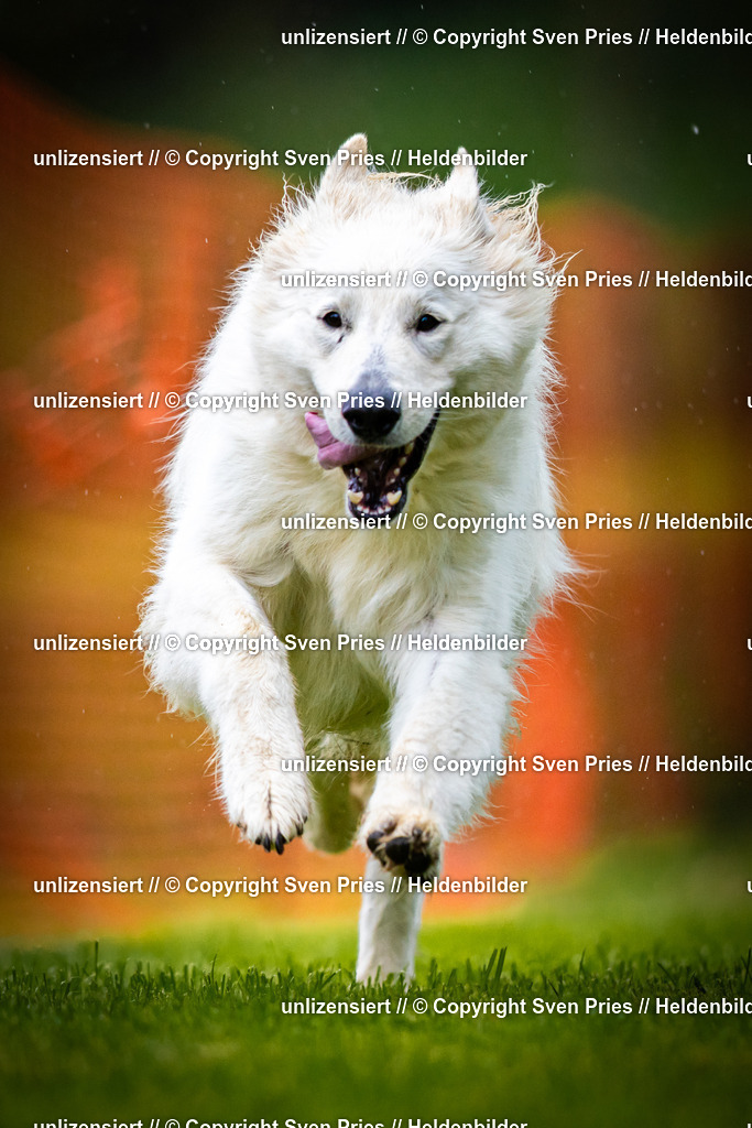 Sven Pries | 2025-09-21 - Hunderennen Baden-Oos - Realisiert mit Pictrs.com