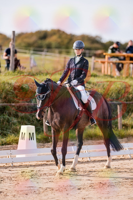 2026_10_03_Siefer-Hof_113244_Z81_78890031 | Professionelle Reitsport-, Turnier- und Eventfotografie von Robert Broda. Galerien mit ausgewählten und bearbeiteten Bildern direkt online ansehen und bestellen.