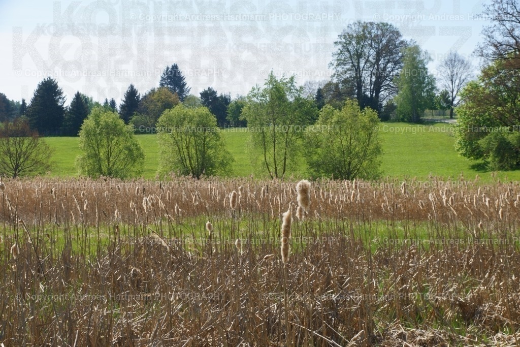 Landschaft mit Wollgras im Moor | Landschaft mit Wollgras im Moor - Realisiert mit Pictrs.com