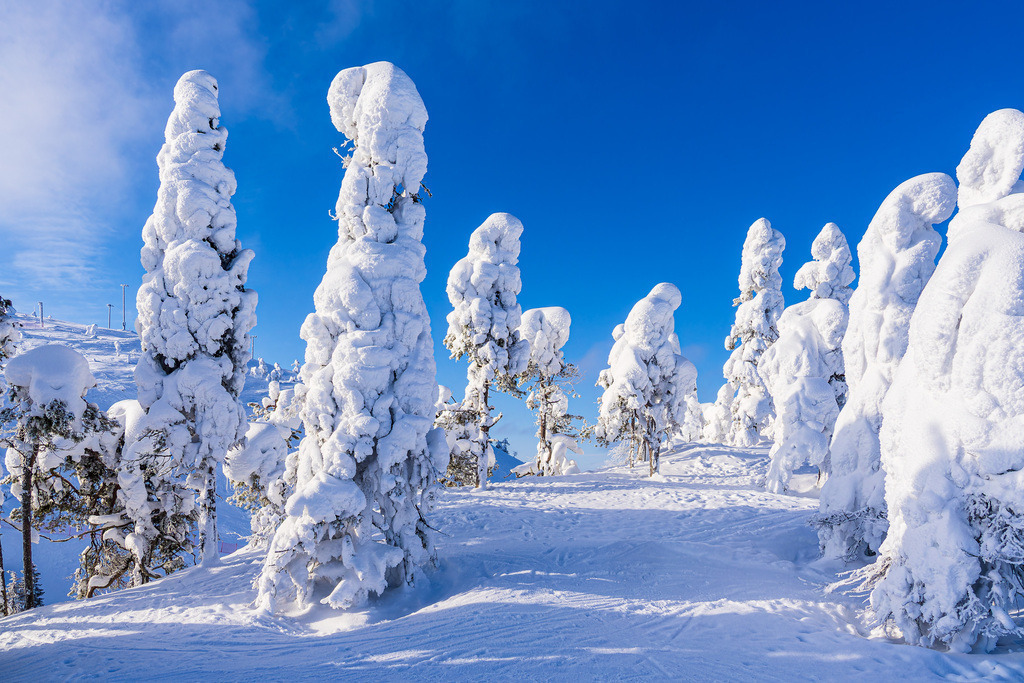 Landschaft mit Schnee und Bäumen im Winter in Ruka, Finnland | Landschaft mit Schnee und Bäumen im Winter in Ruka, Finnland.