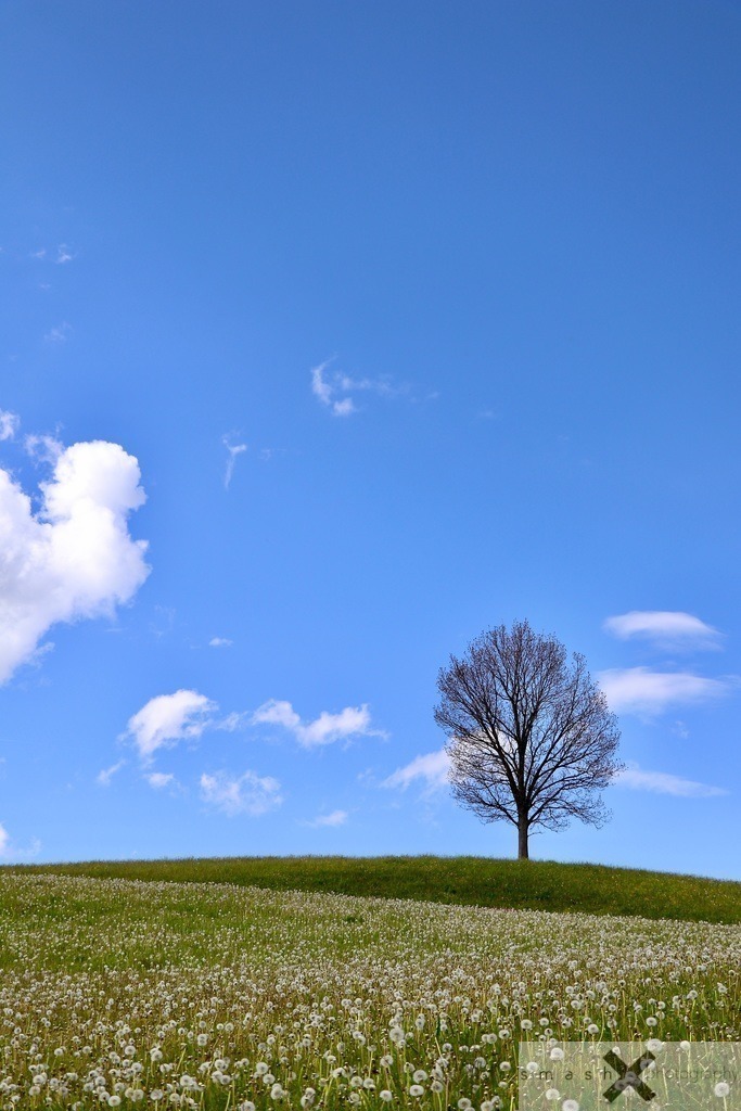 Awakening of Spring 03 | St.Gallen (Switzerland/Schweiz)