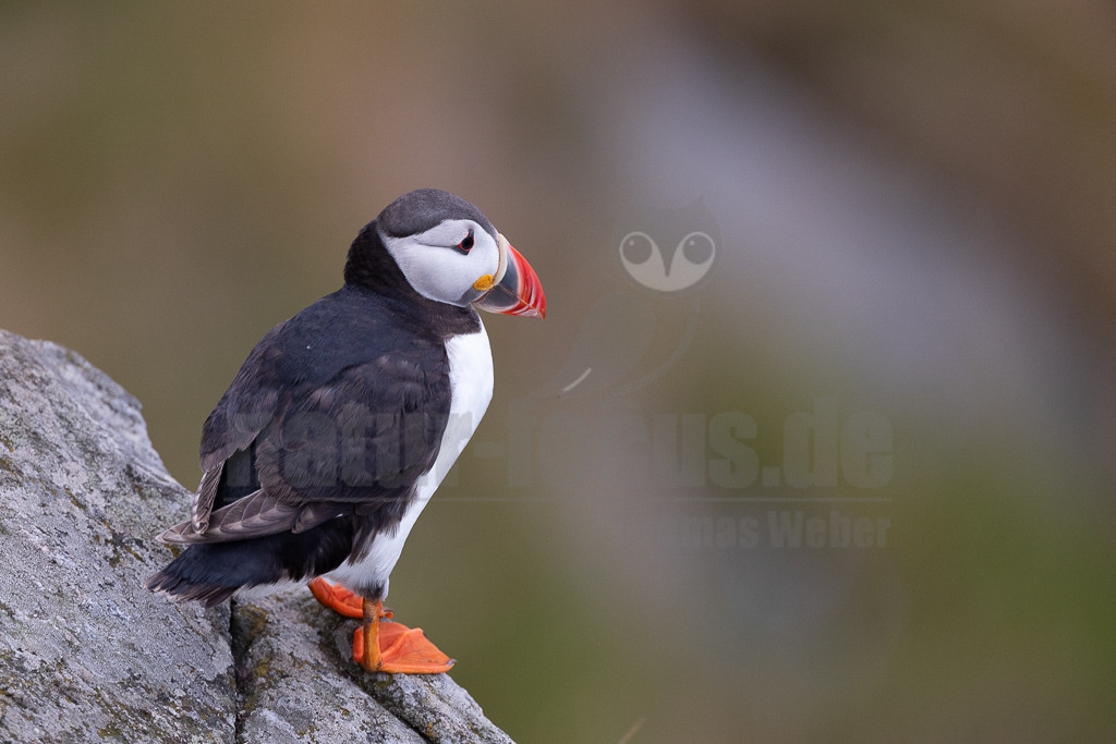 R5NF6336-20230720 | Der Papageitaucher – auch Papageientaucher oder Puffin genannt – ist eine Vogelart aus der Familie der Alkenvögel. Die Art brütet in Erdhöhlen an und auf Klippen oder an deren Fuß im Nordatlantik sowie im westlichen Nordpolarmeer. - Realisiert mit Pictrs.com