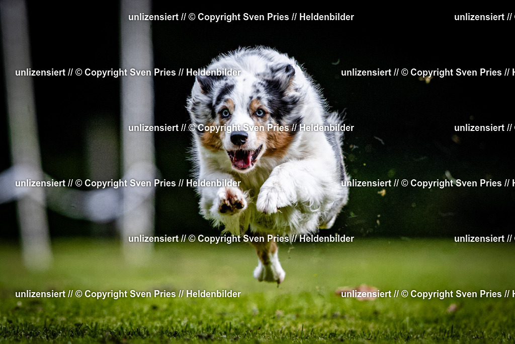 Sven Pries | 2025-10-03 - Hunderennen Obergrombach - Realisiert mit Pictrs.com