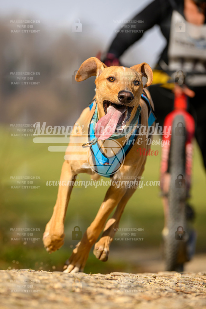 MompixPhotography_6ReiatRennen2026_SA_HappyDog-138 | PayLife