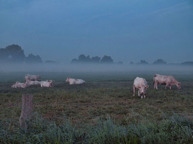 Morgennebel | Rinderherde im Nebel