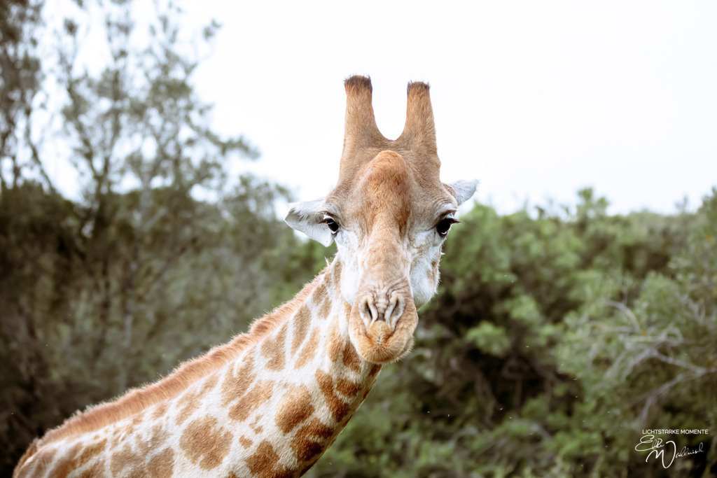 20231011-070617 SOUTHAFRIKA_-1 | Herzlich willkommen auf meiner Seite! Ich bin Elke Wallnisch, Deine Fotografin für lichtstarke Momente. Der Name steht für alles, was mich mit der Fotografie verbindet: Das Licht und seine machtvolle Wirkung auf eine Situation oder unsere Stimmung - Realisiert mit Pictrs.com