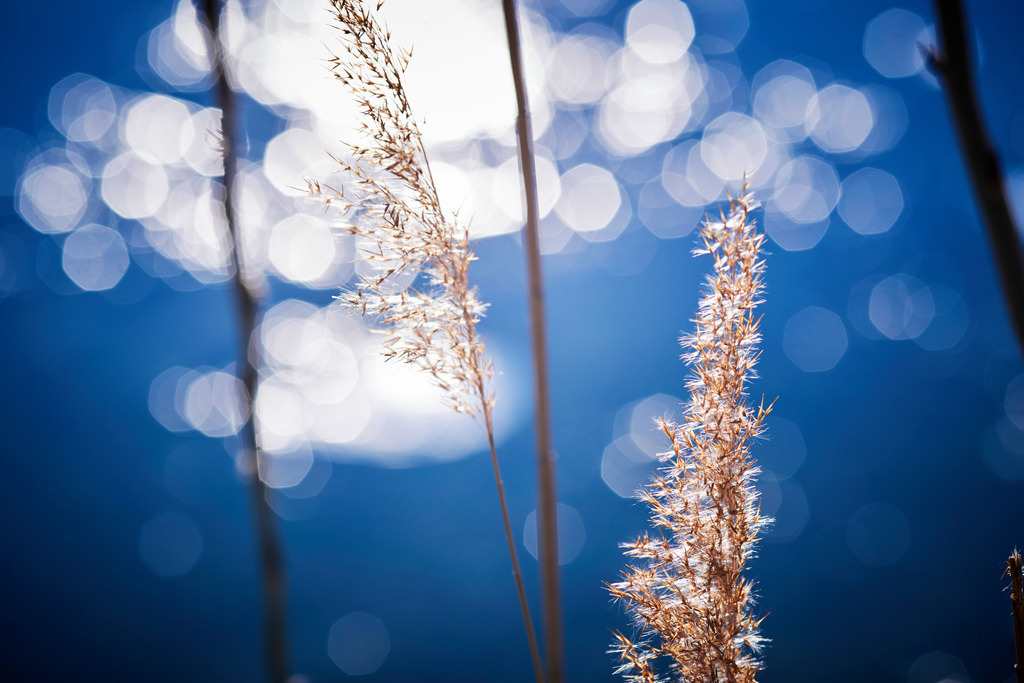 Schilf mit Lichtreflexe | Wien, Austria - December 10, 2019: Schilf mit Lichtreflexe, im Wasserpark. - Realisiert mit Pictrs.com