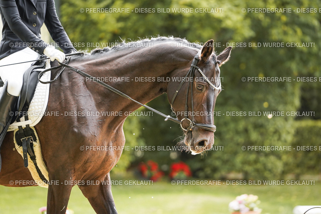 DSC00820 | Pferdegrafie