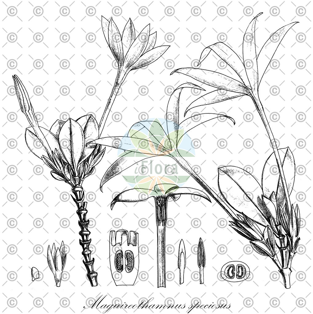 HistAbb_EMP_116397_SRC_Schlechtendal_FLORAD_SIMPLE | Historische Abbildung von Maguireothamnus speciosus - Rubiaceae | Historical Illustration of Maguireothamnus speciosus - Rubiaceae