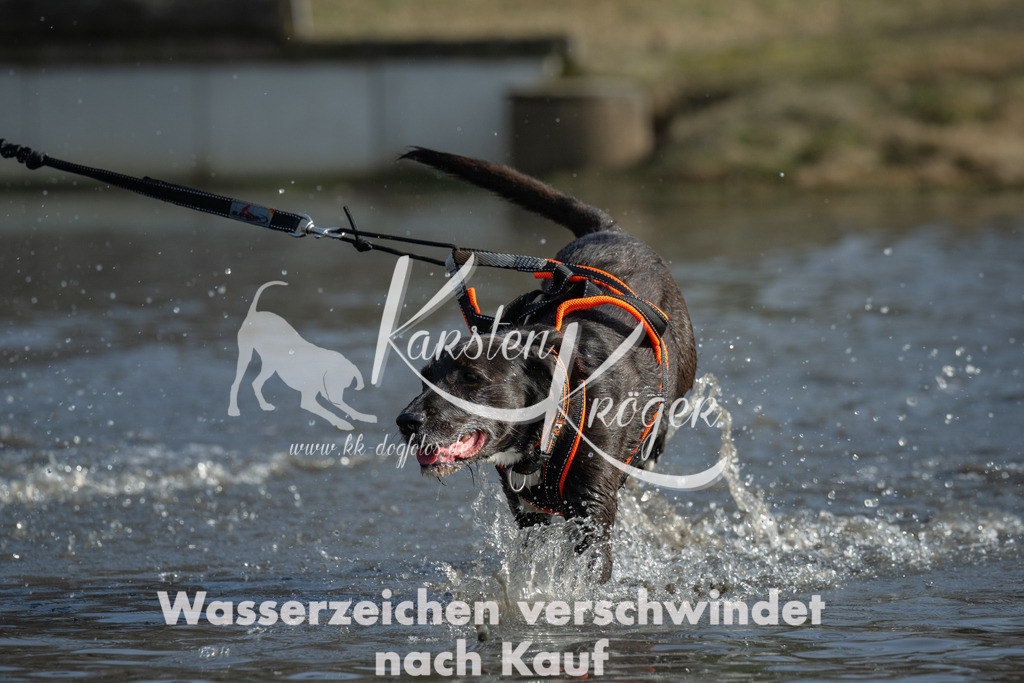 1405_ZZ99776 | kk-dogfotos