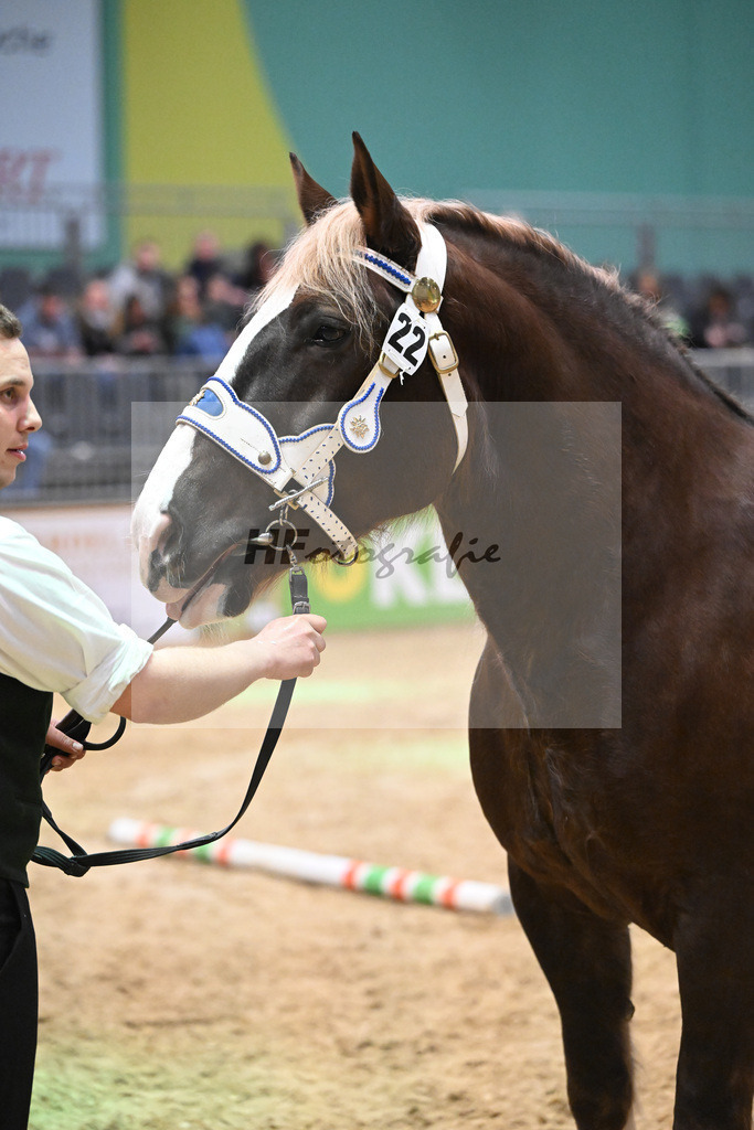 Kat-Nr. 22 Narzisse v. Steyr_Mayer_1260323 | hf-fotografie - Realisiert mit Pictrs.com