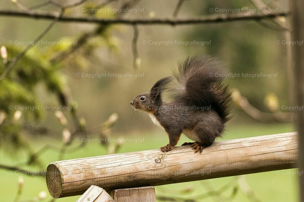 IMG_0555-LU2 | fotografie-graf - Realisiert mit Pictrs.com