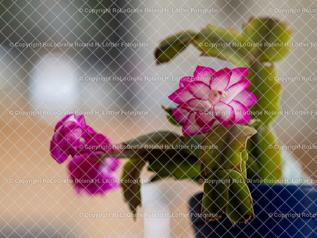 Weihnachtskaktus (Schlumbergera bridgesii) | Weihnachtskaktus Schlumbergera bridgesii - Realisiert mit Pictrs.com