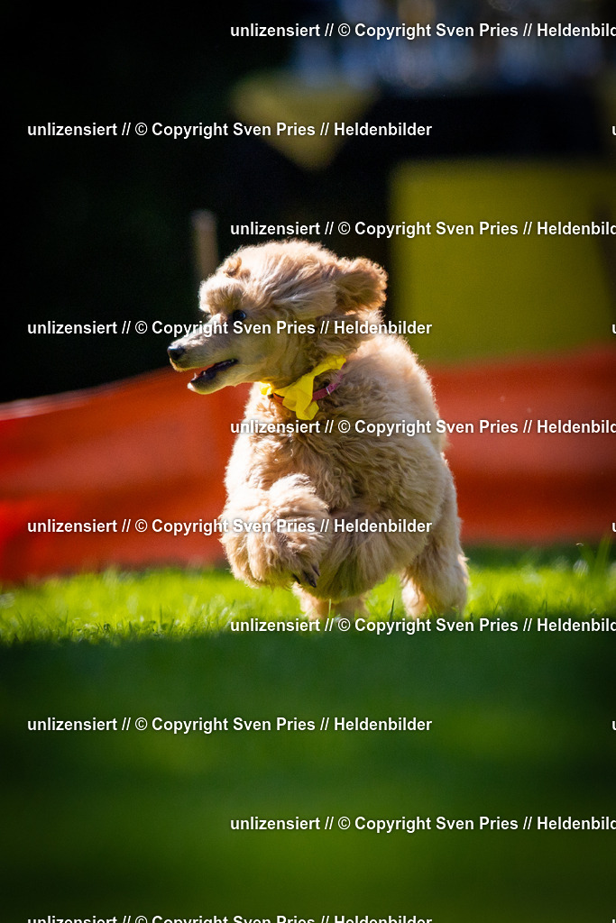 Sven Pries | 2025-08-10 - Hunderennen Durlach - Realisiert mit Pictrs.com