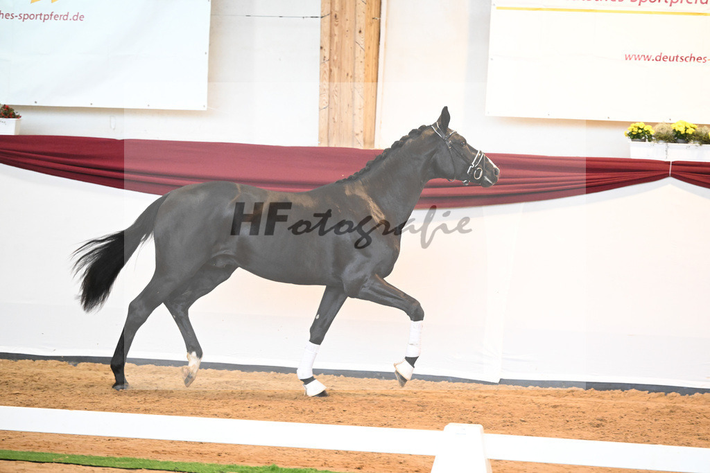 Kat-Nr. 34 v. Fuerstenball_Wurm_66220483 | hf-fotografie - Realisiert mit Pictrs.com