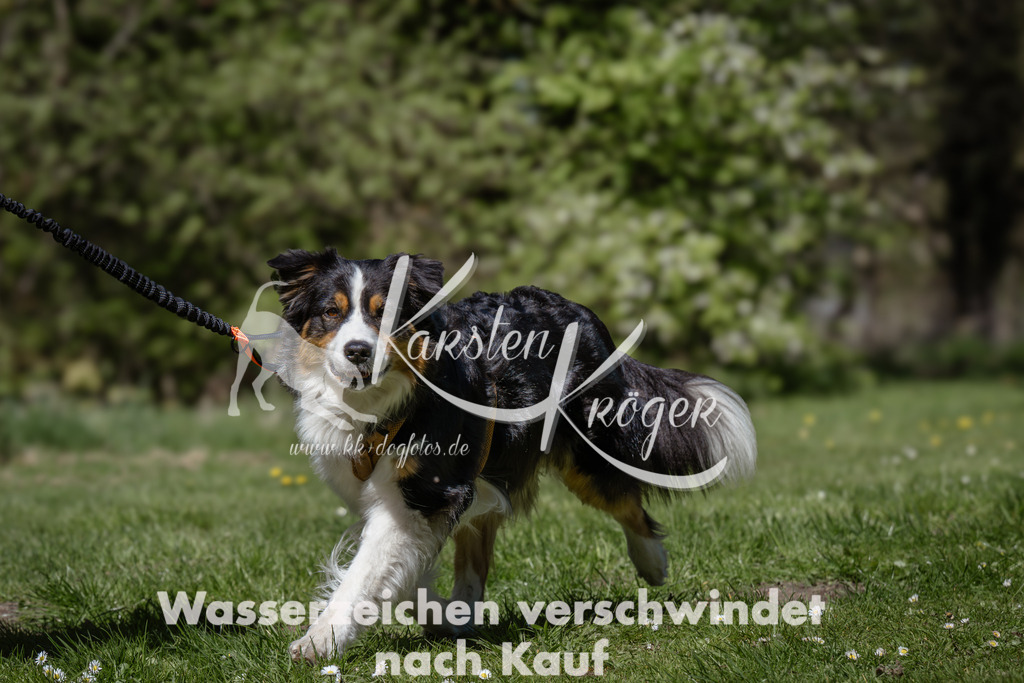 1238_ZZ92969 | kk-dogfotos