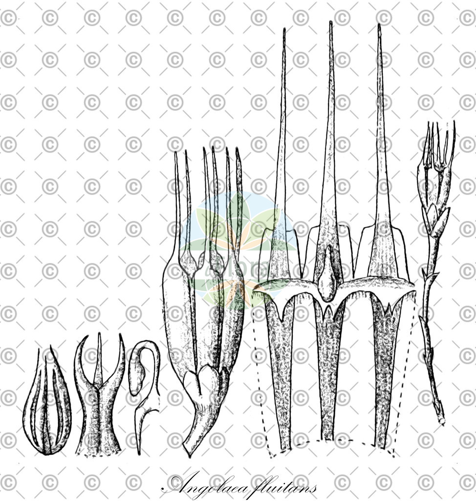 HistAbb_wfo-0000536542_138_ENZY_Simple | Historische Abbildung von Angolaea fluitans - Podostemaceae | Historical Illustration of Angolaea fluitans - Podostemaceae