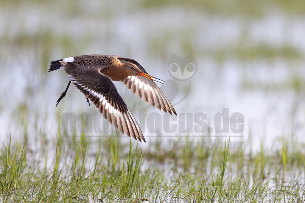 R5NF1020_20240406 | Die Uferschnepfe ist ein langbeiniger, großer und schlanker Schnepfenvogel. Ihr langer Hals und der lange, gerade Schabel sind weitere besondere Merkmale. Bei uns brütet sie vor allem in Norddeutschland in Feuchtwiesen und Niedermooren. Der europäische Verbreitungsschwerpunkt liegt vor allem in Nordosteuropa, an den Küsten der Nordsee und in Island. - Realisiert mit Pictrs.com