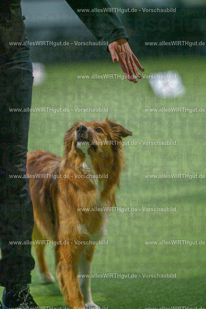 7R507731 | Professionelle Tierfotografie in Mönchengladbach von Daniel Wirth (allesWIRTHgut). Liebevolle & natürliche Bilder von Hunden & Katzen für unvergessliche Erinnerungen.