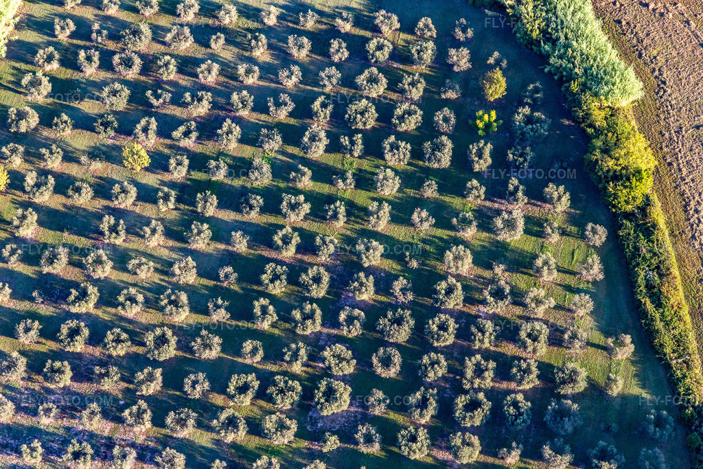 Aerial view: Olive groves in the district Partie Nord Est in Saint-Rémy-de-Provence in the state Bouches du Rhone, France. – Photo: IMG_129602.jpg taken on 09/23/2021 by Werner Riehm/FLY-FOTO.com – Resolution of the original: 5472 x 3648 px
