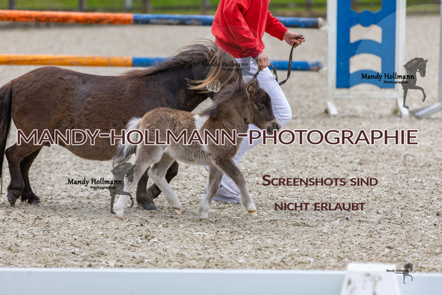 25-5 Fohlenschau Höven 1 (185) | mandyhollmannphotographie