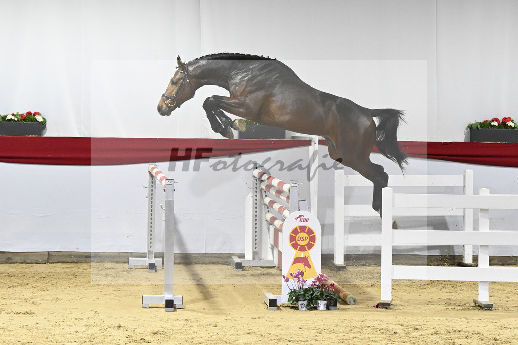 Kat-Nr. 45 v. Million Dollar_Pferdezucht Joos_63221108 | hf-fotografie - Realizzato con Pictrs.com