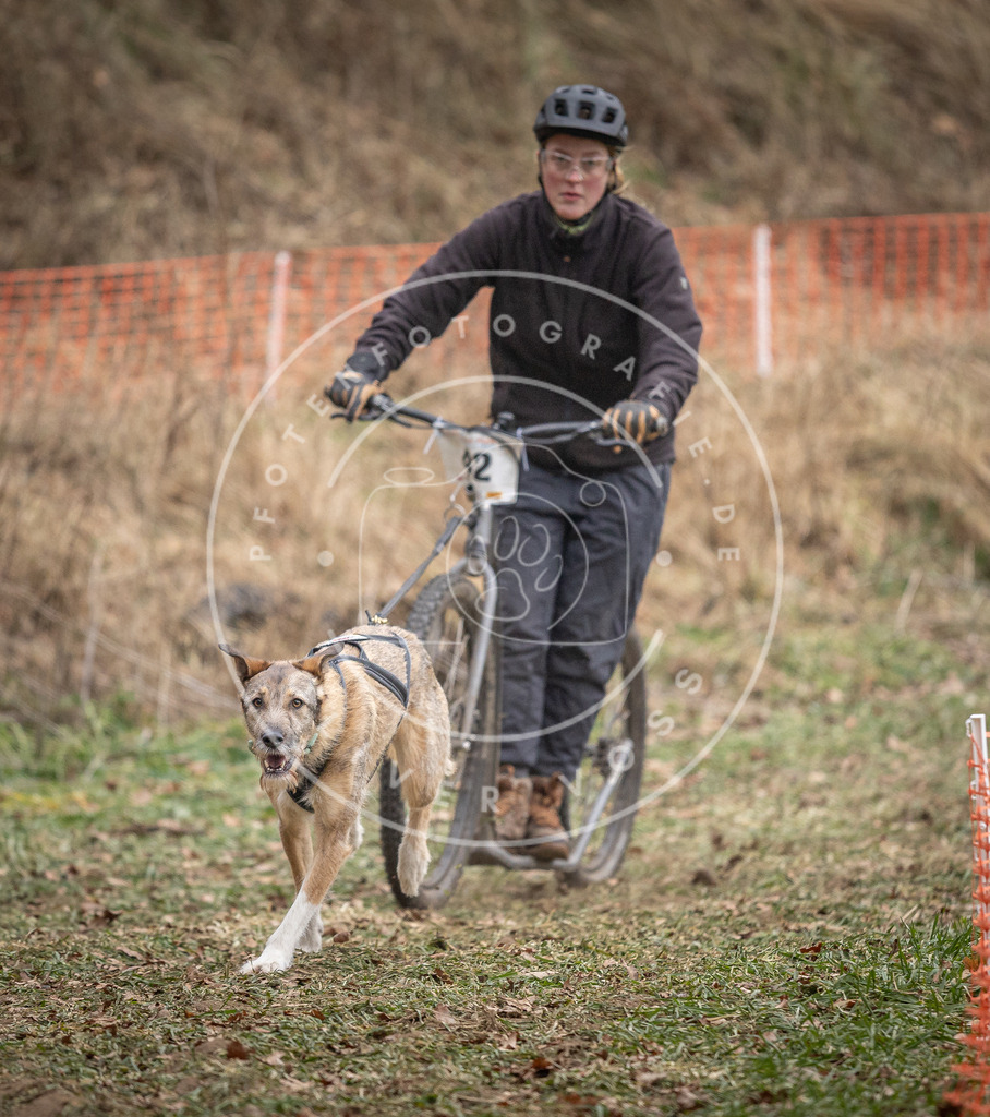 Pfotenfotografie_DV3A6619 | Hundefotografie, Tierfotograf, Pfotenfotografie, Fotoshooting Hund, Hunde Portrait, Hundesport, Hundeportraits, Heideshooting, Hunde, Sportfotograf, Hundefotograf, Turnierhundsport, THS,  - Realisiert mit Pictrs.com