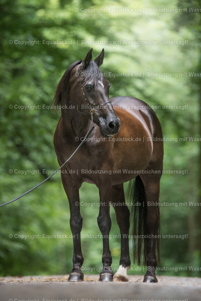 TS_20170716_Araber_Portrait_0001 | Foto: Thomas Hartig