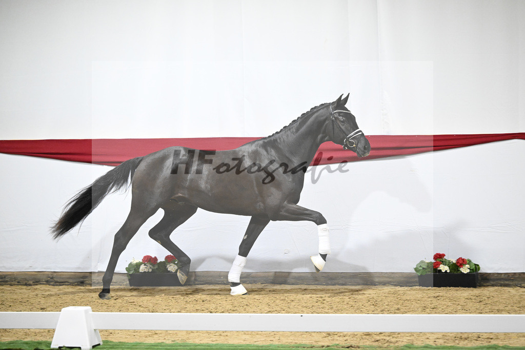 Kat-Nr. 13 v. Zackerey_Blue Hors_63220325 | hf-fotografie - Realizzato con Pictrs.com