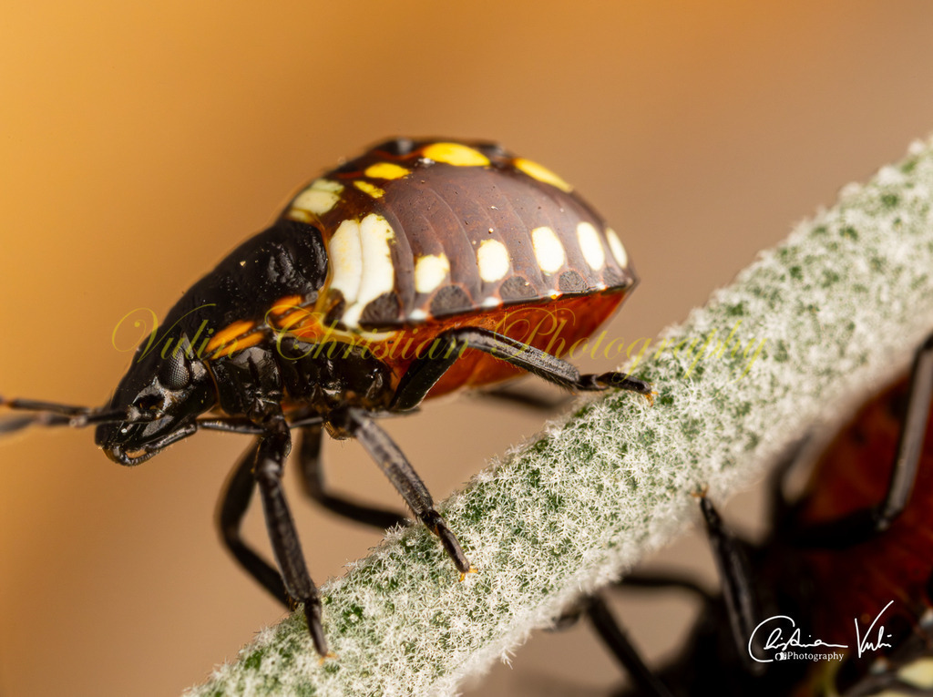 K 7 | Christian Vulin  - Realisiert mit Pictrs.com