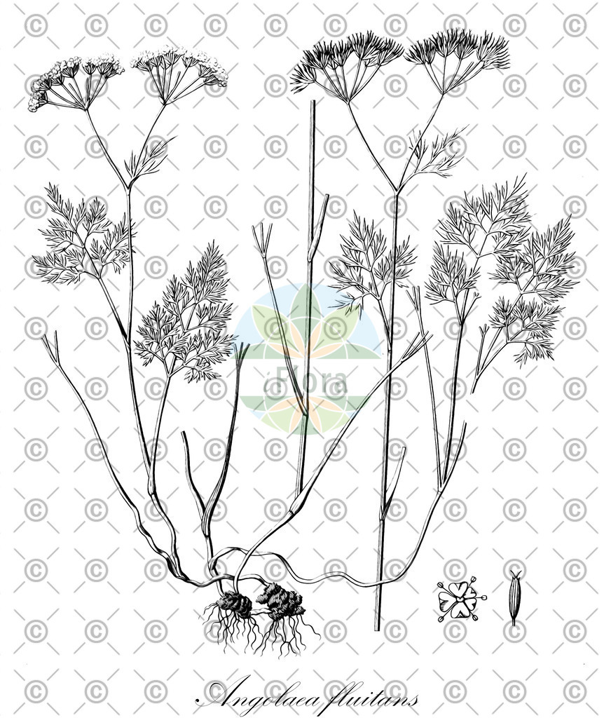 HistAbb_wfo-0000536542_305_ENZY_Simple | Historische Abbildung von Angolaea fluitans - Podostemaceae | Historical Illustration of Angolaea fluitans - Podostemaceae