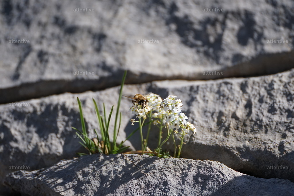 Flug | Brünnlital, Kandersteg, Berner Oberland, Schweiz - Realisiert mit Pictrs.com