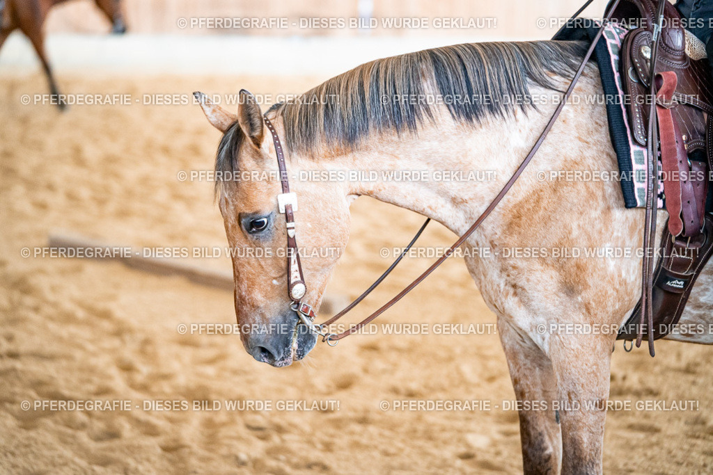 DSC02548 | Pferdegrafie