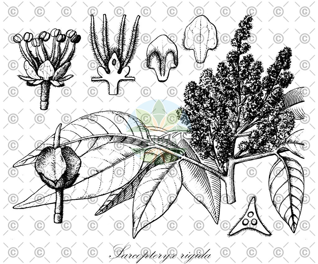HistAbb_wfo-0000303892_1_ENZY_Simple | Historische Abbildung von Sarcopteryx rigida - Sapindaceae | Historical Illustration of Sarcopteryx rigida - Sapindaceae
